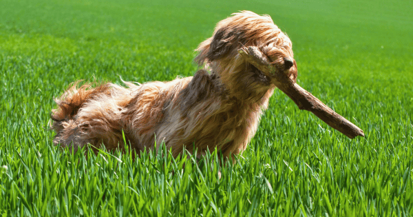 These Shaggy Dog Breeds Make Great Companions