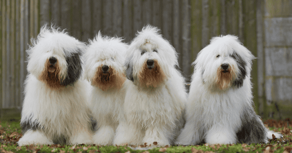 These Shaggy Dog Breeds Make Great Companions