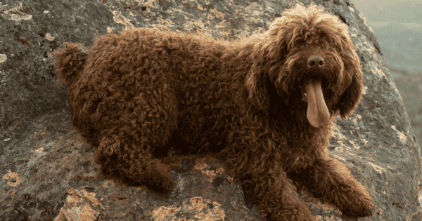 These Shaggy Dog Breeds Make Great Companions