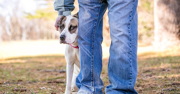 Anxious / High Anxiety Dog Training