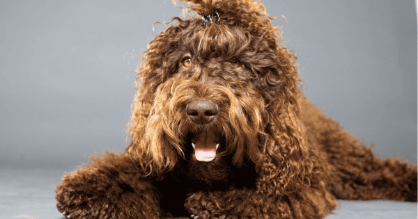 These Shaggy Dog Breeds Make Great Companions