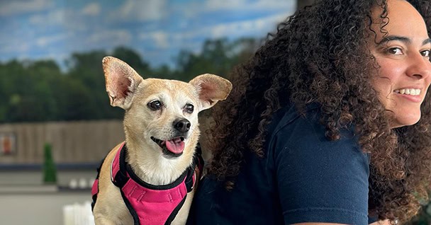 Basic Training Course at Bark Dog Park