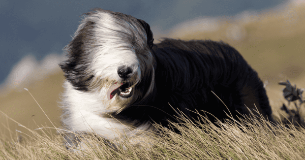 These Shaggy Dog Breeds Make Great Companions