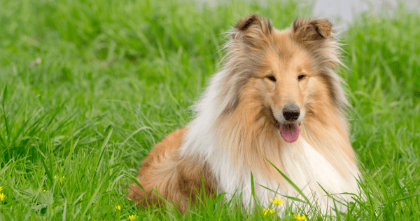 These Shaggy Dog Breeds Make Great Companions