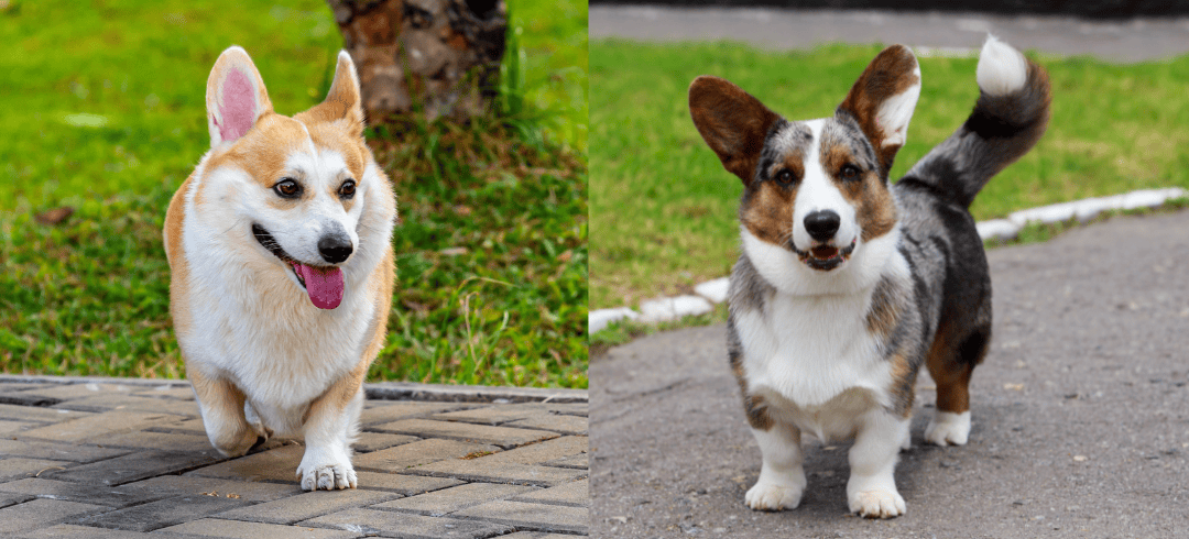 What are the Differences Between the Pembroke & Cardigan Welsh Corgi? 