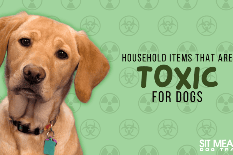 Did You Know These Household Items are Toxic for Dogs?