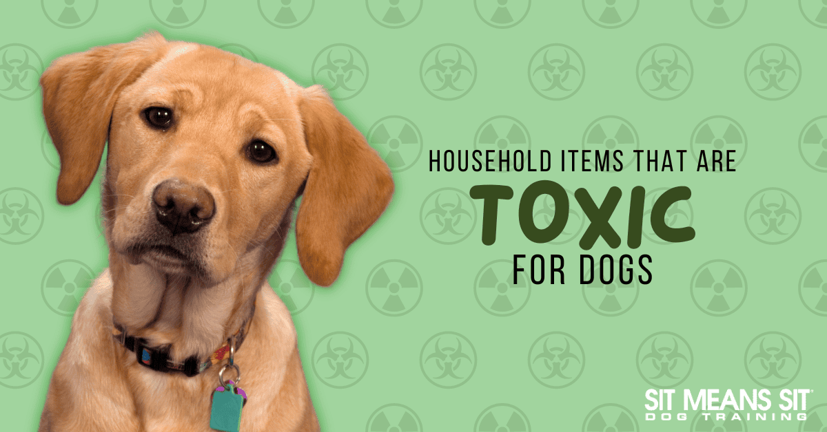 Did You Know These Household Items are Toxic for Dogs?