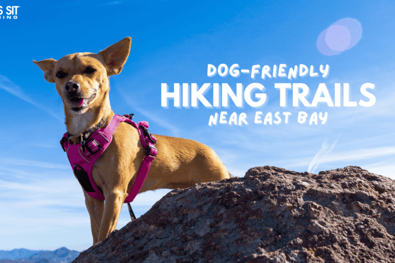 Dog-Friendly Hiking Trails Near East Bay, CA