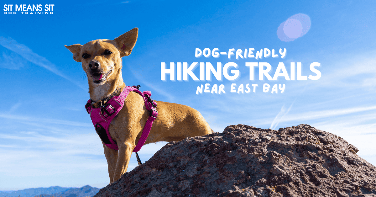 Dog-Friendly Hiking Trails Near East Bay, CA