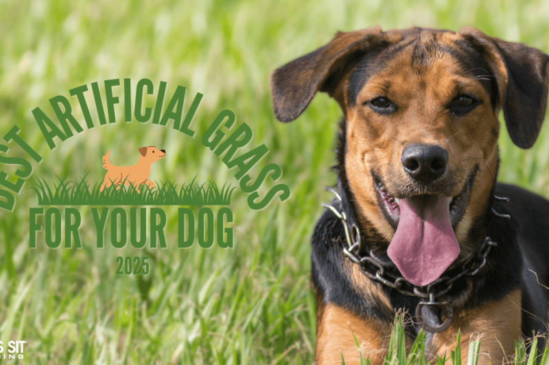 Durable & Safe Artificial Grass for Dogs