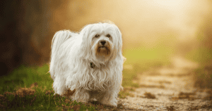 These Shaggy Dog Breeds Make Great Companions