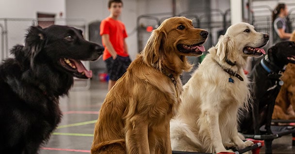 High Distraction Dog Training