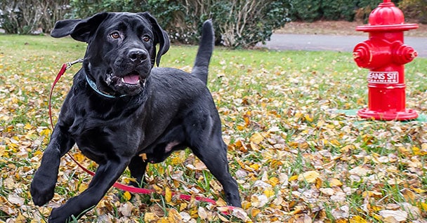 Off Leash Dog Training