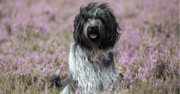 These Shaggy Dog Breeds Make Great Companions