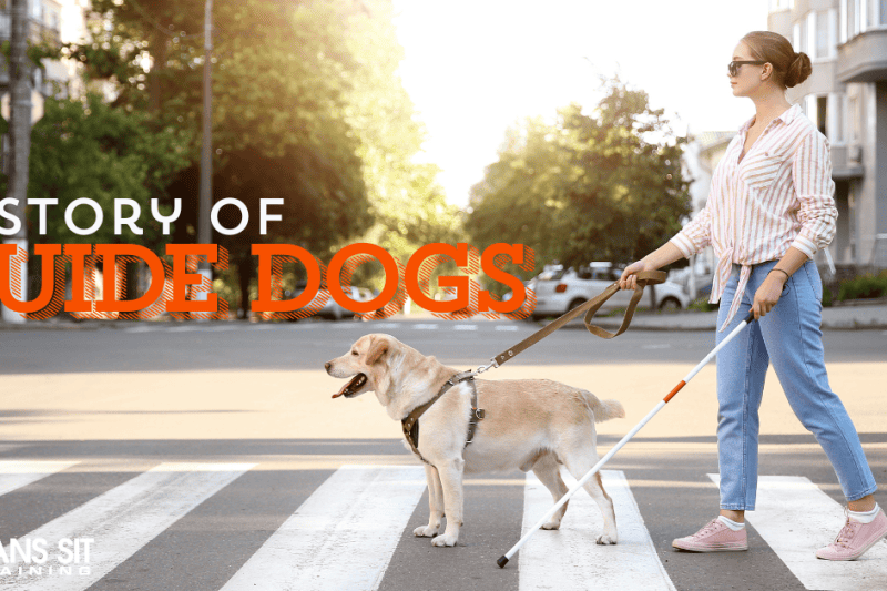 The History Behind Guide Dogs for the Blind & Visually Impaired