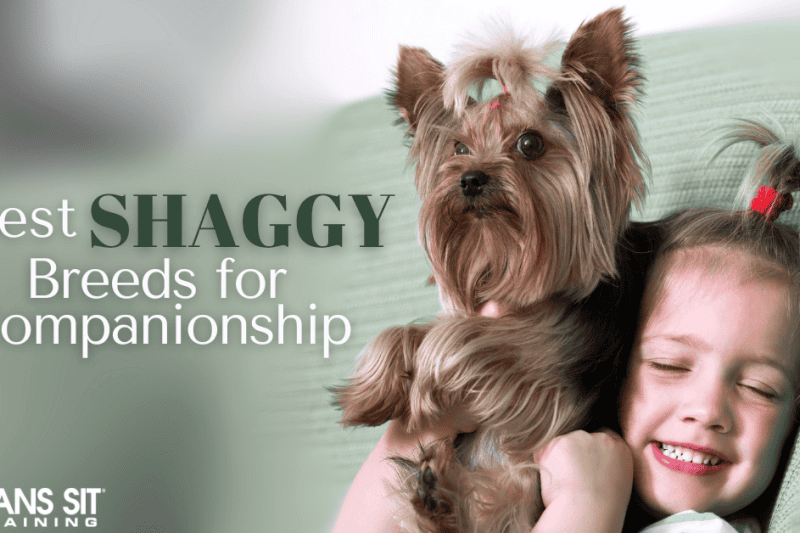 These Shaggy Dog Breeds Make Great Companions