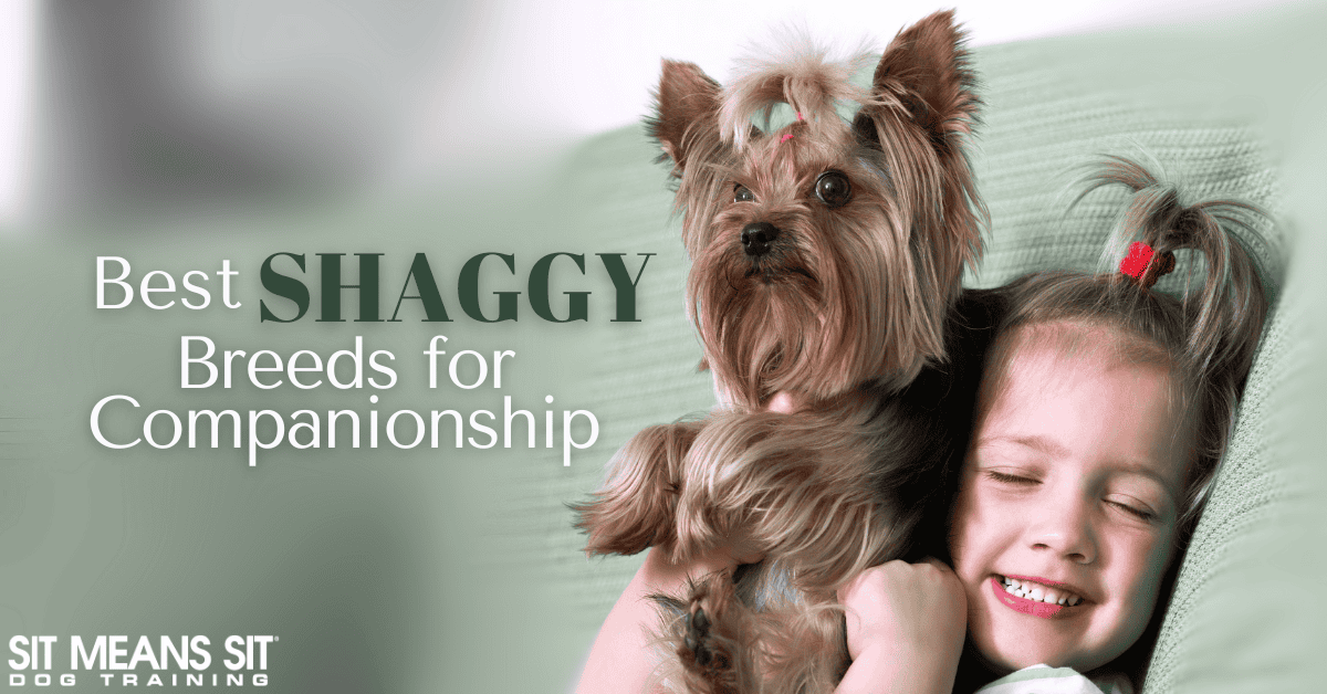 These Shaggy Dog Breeds Make Great Companions