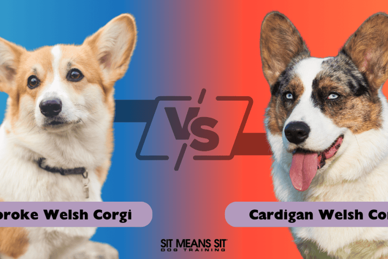 What are the Differences Between the Cardigan & Pembroke Welsh Corgi?