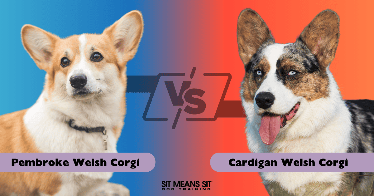 What are the Differences Between the Cardigan & Pembroke Welsh Corgi?