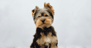 These Shaggy Dog Breeds Make Great Companions