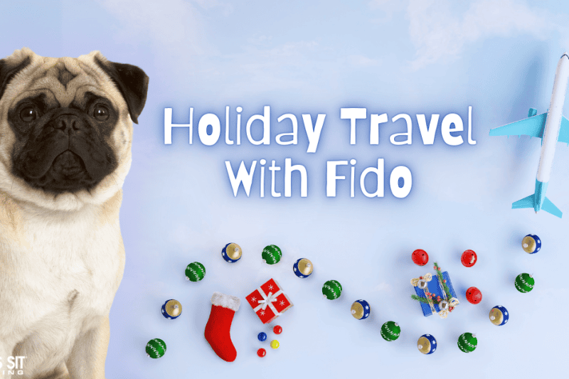 Your Guide to Holiday Travel with Dogs