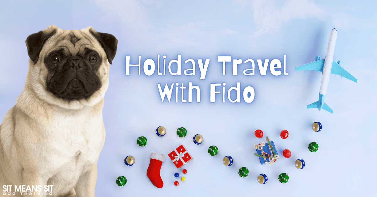 Your Guide to Holiday Travel with Dogs